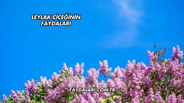 Leylak Çiçeğinin Faydaları