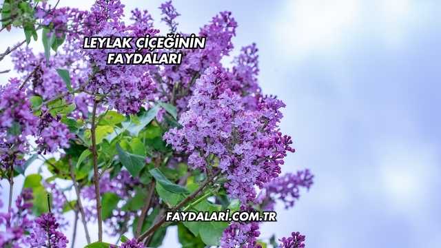 Leylak Çiçeğinin Faydaları