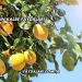 Limonun Kalbe Faydaları