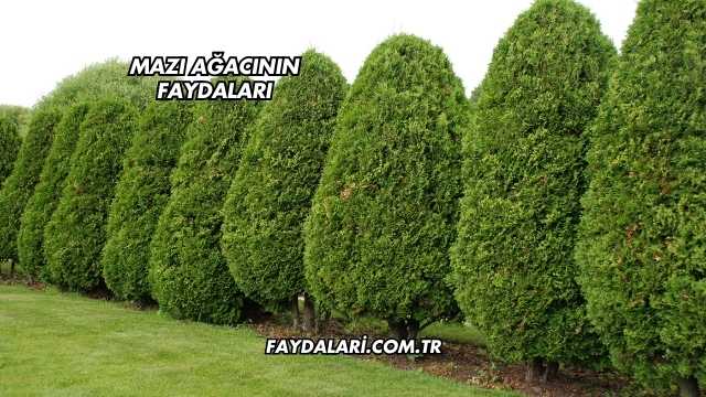 Mazı Ağacının Faydaları