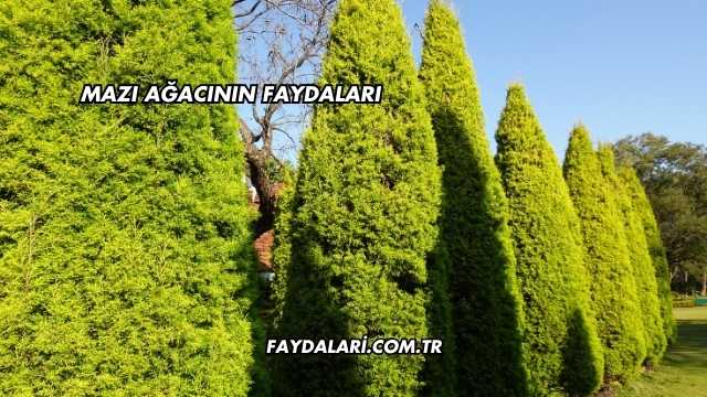 Mazı Ağacının Faydaları