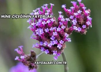 Mine Çiçeğinin Faydaları