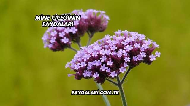 Mine Çiçeğinin Faydaları
