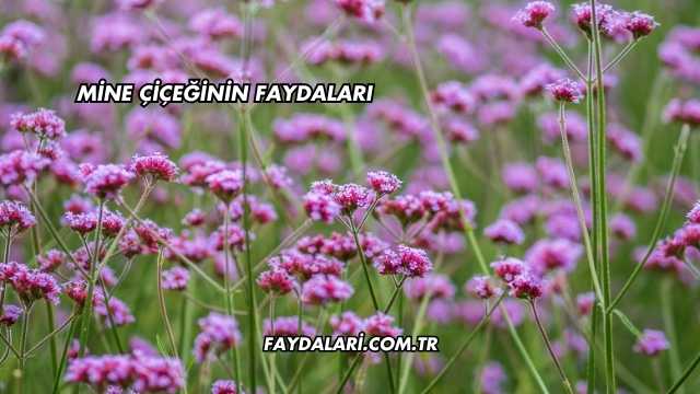 Mine Çiçeğinin Faydaları