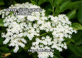 Mürver Çiçeği Şurubu Faydaları