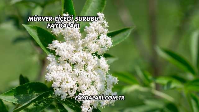 Mürver Çiçeği Şurubu Faydaları