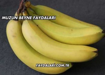 Muzun Beyne Faydaları
