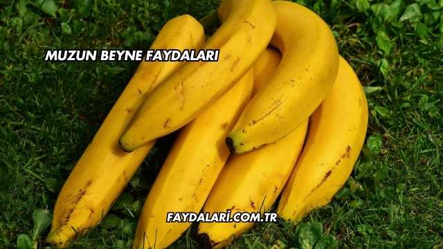 Muzun Beyne Faydaları