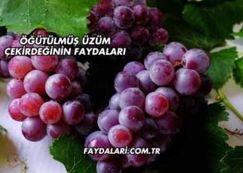 Öğütülmüş Üzüm Çekirdeğinin Faydaları
