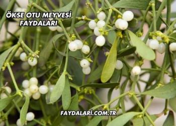 Ökse Otu Meyvesi Faydaları