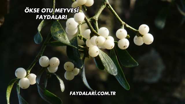 Ökse Otu Meyvesi Faydaları