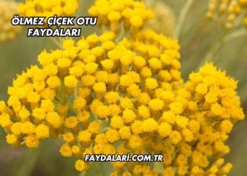 Ölmez Çiçek Otu Faydaları