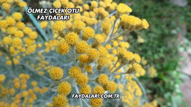 Ölmez Çiçek Otu Faydaları