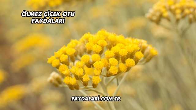 Ölmez Çiçek Otu Faydaları