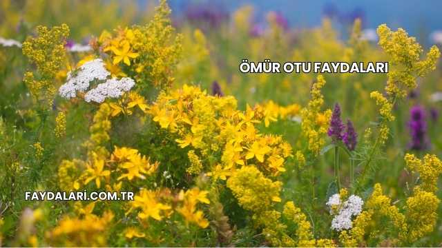 Ömür Otu Faydaları