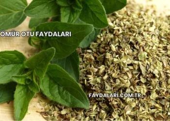 Ömür Otu Faydaları