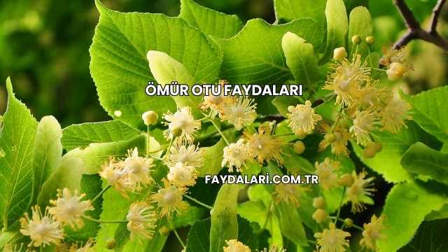 Ömür Otu Faydaları