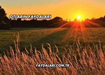 Otların Faydaları