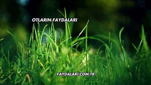 Otların Faydaları