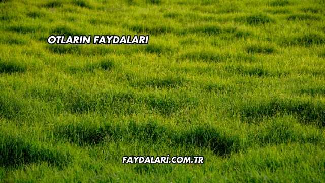 Otların Faydaları