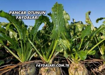Pancar Otunun Faydaları