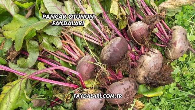 Pancar Otunun Faydaları