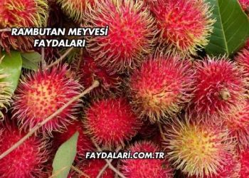 Rambutan Meyvesi Faydaları
