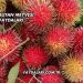 Rambutan Meyvesi Faydaları