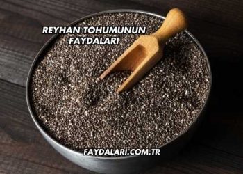 Reyhan Tohumunun Faydaları