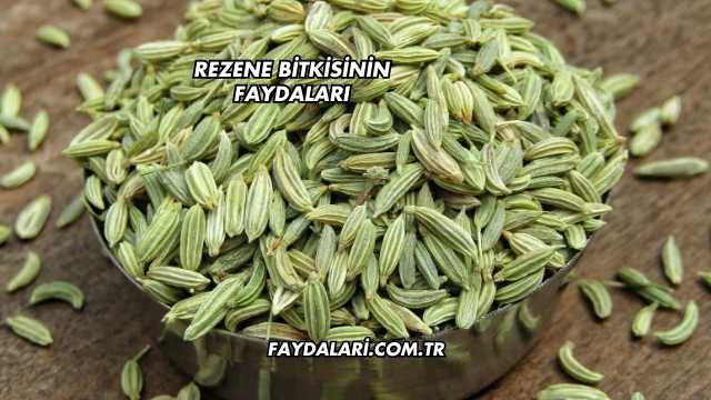 Rezene Bitkisinin Faydaları