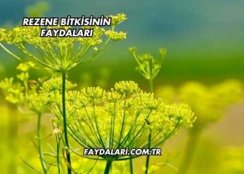 Rezene Bitkisinin Faydaları