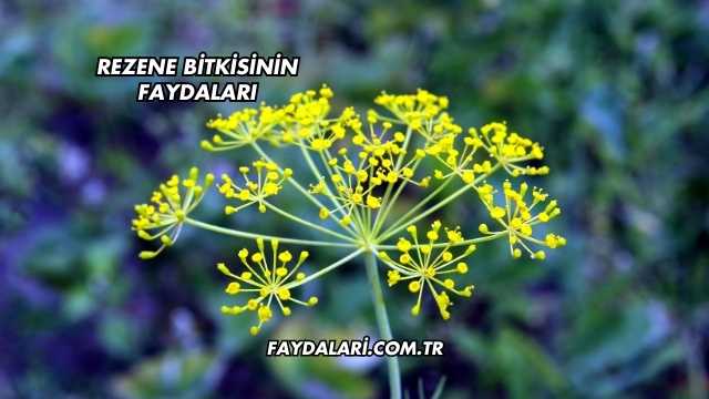 Rezene Bitkisinin Faydaları