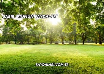 Sabır Otunun Faydaları
