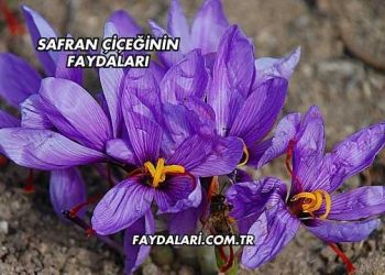 Safran Çiçeğinin Faydaları