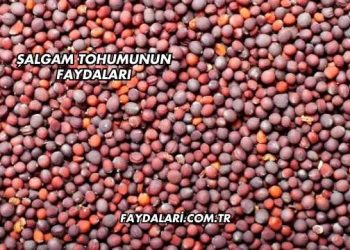 Şalgam Tohumunun Faydaları