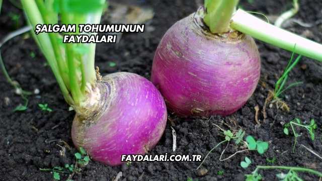 Şalgam Tohumunun Faydaları