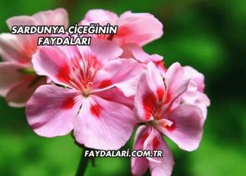Sardunya Çiçeğinin Faydaları