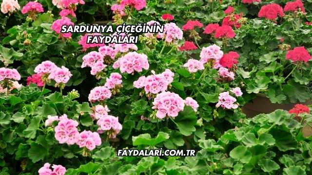 Sardunya Çiçeğinin Faydaları
