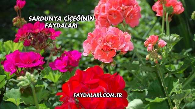 Sardunya Çiçeğinin Faydaları