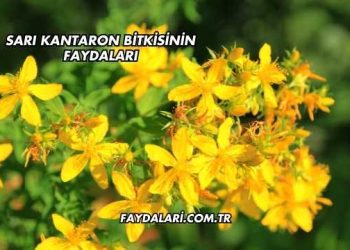 Sarı Kantaron Bitkisinin Faydaları