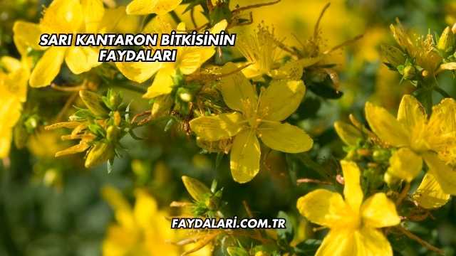 Sarı Kantaron Bitkisinin Faydaları