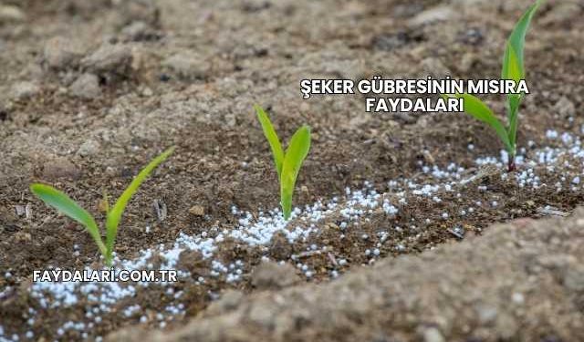 Şeker Gübresinin Mısıra Faydaları