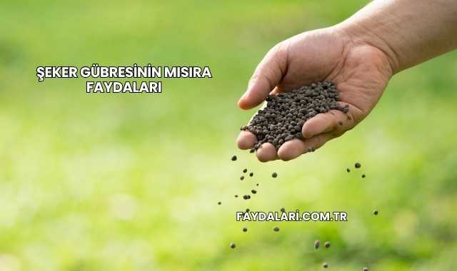 Şeker Gübresinin Mısıra Faydaları