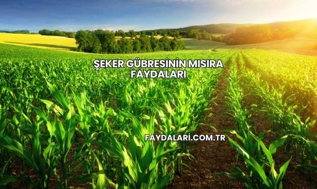 Şeker Gübresinin Mısıra Faydaları