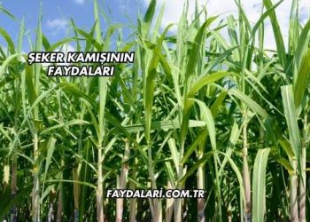 Şeker Kamışının Faydaları