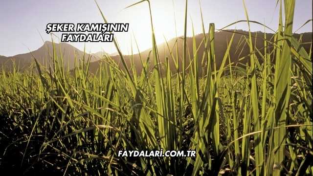 Şeker Kamışının Faydaları