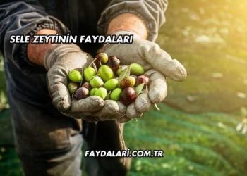 Sele Zeytinin Faydaları