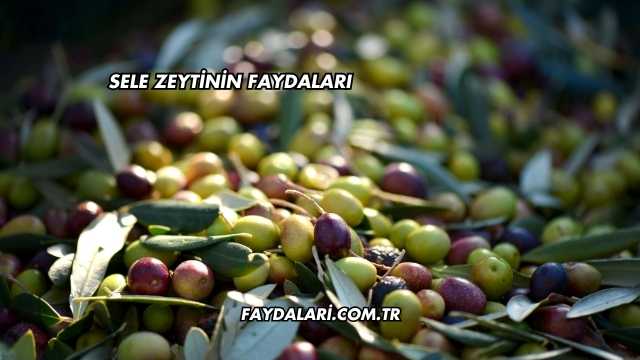 Sele Zeytinin Faydaları