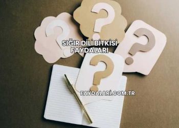 Sığır Dili Bitkisi Faydaları