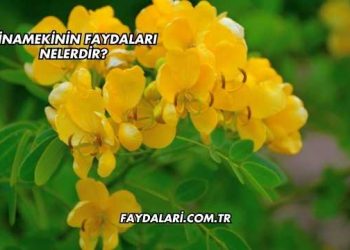 Sinamekinin Faydaları Nelerdir?